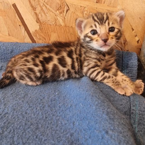 Chaton bengal loof #4