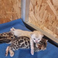 Chaton bengal loof #1