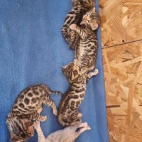 Chaton bengal loof #2