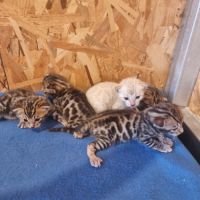Chaton bengal loof #3