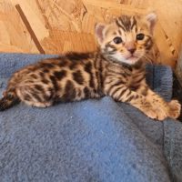Chaton bengal loof #4