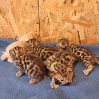 Chaton bengal loof #5