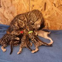 Chaton bengal loof #6