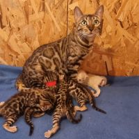 Chaton bengal loof