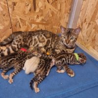 Chaton bengal loof #8
