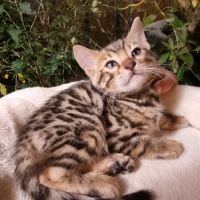 Chaton bengal loof