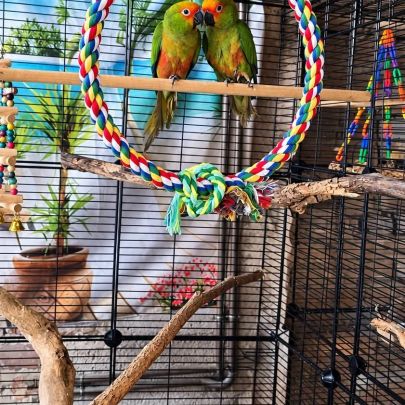 Couple conure tête d'or #2