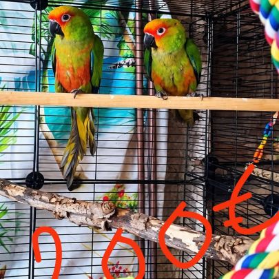 Couple conure tête d'or #3