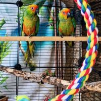 Couple conure tête d'or