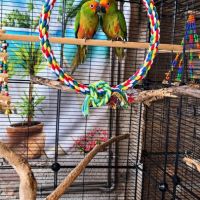 Couple conure tête d'or #2