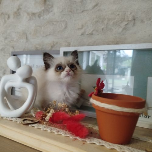 Chaton sacré birmanie #2