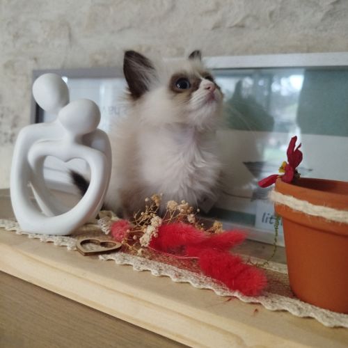 Chaton sacré birmanie #4