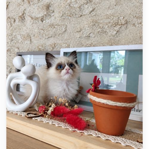 Chaton sacré birmanie #7