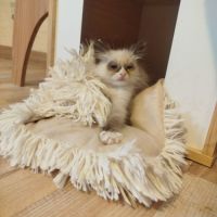 Chaton sacré birmanie #1