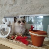 Chaton sacré birmanie #2