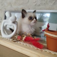 Chaton sacré birmanie #3