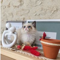 Chaton sacré birmanie #0
