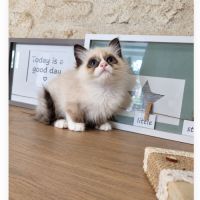 Chaton sacré birmanie #6
