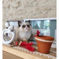Chaton sacré birmanie #7