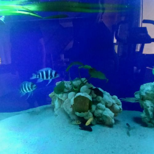 Cichlide tanganyika #1