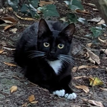Olive- adoption en cours