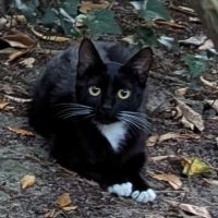 Olive-maman courage