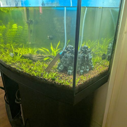 Vends aquarium avec poissons et plantes #1