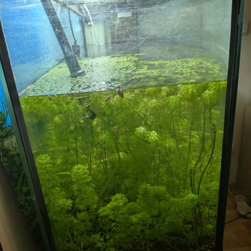 Vends aquarium avec poissons et plantes #4