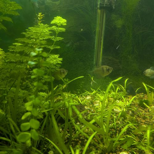 Vends aquarium avec poissons et plantes #5