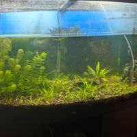 Vends aquarium avec poissons et plantes #0