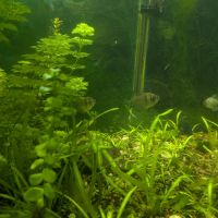 Vends aquarium avec poissons et plantes #5