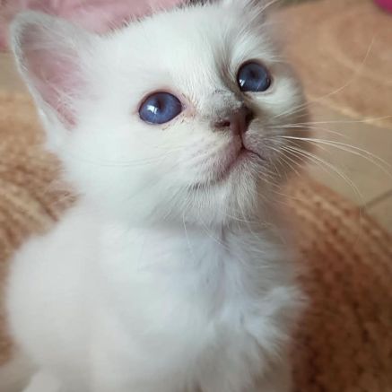 Vends chatons sacré de birmanie #1