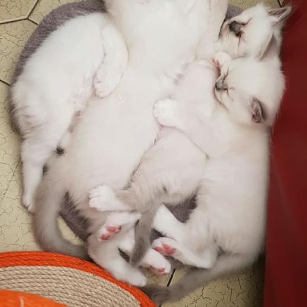 Vends chatons sacré de birmanie #4