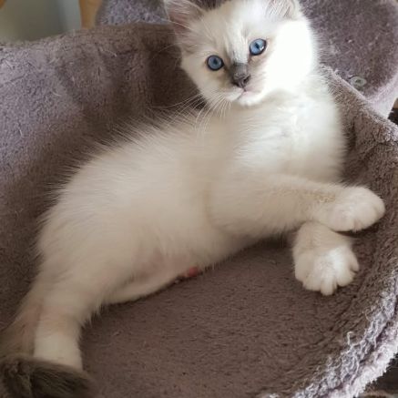 Vends chatons sacré de birmanie #5
