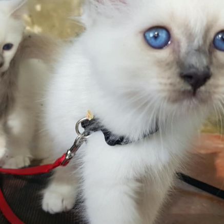 Vends chatons sacré de birmanie