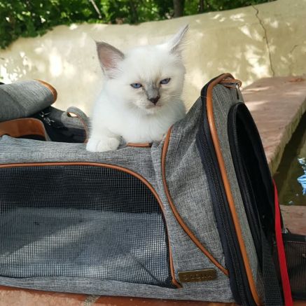 Vends chatons sacré de birmanie #7