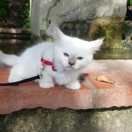 Vends chatons sacré de birmanie #8