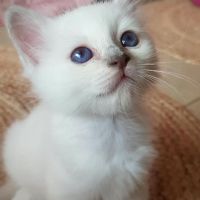 Vends chatons sacré de birmanie #1