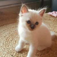 Vends chatons sacré de birmanie #2