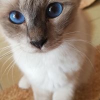 Vends chatons sacré de birmanie #3