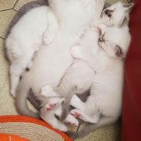 Vends chatons sacré de birmanie #4