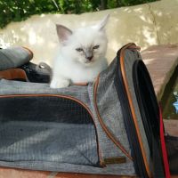 Vends chatons sacré de birmanie #7