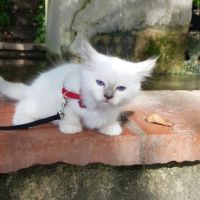 Vends chatons sacré de birmanie #8