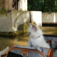 Vends chatons sacré de birmanie #9