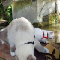 Vends chatons sacré de birmanie #10