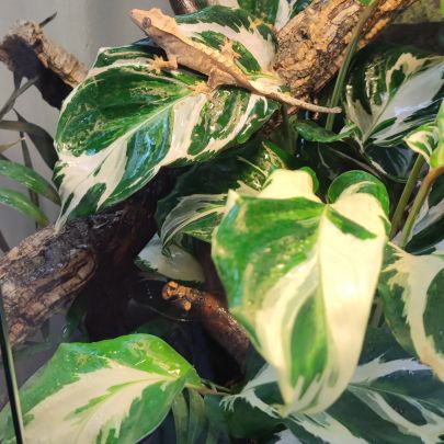 Gecko à crête #0