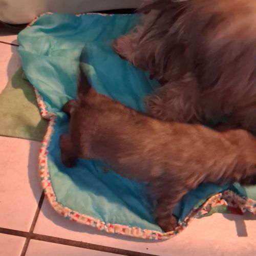 Magnifique male shorkie tzu #1
