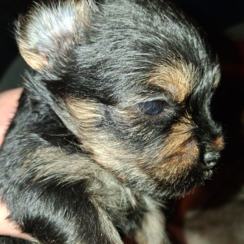 Magnifique male shorkie tzu #0