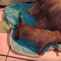 Magnifique male shorkie tzu #1