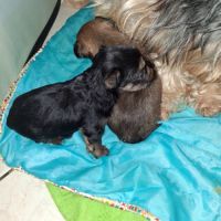 Magnifique male shorkie tzu #2